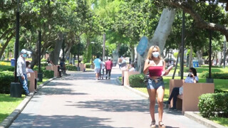 Bombázó méretes didkós venezuelai spiné